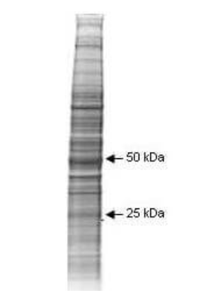 Coomassie stained SDS-PAGE of 40 μg of Human Derived A431 Whole Cell Lysate separated in a 4-20% gradient gel under non-reducing conditions.